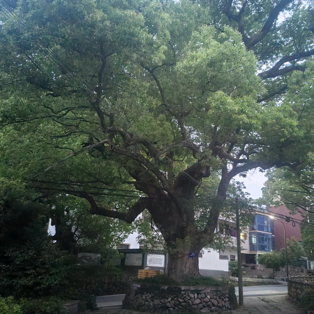 疡痕