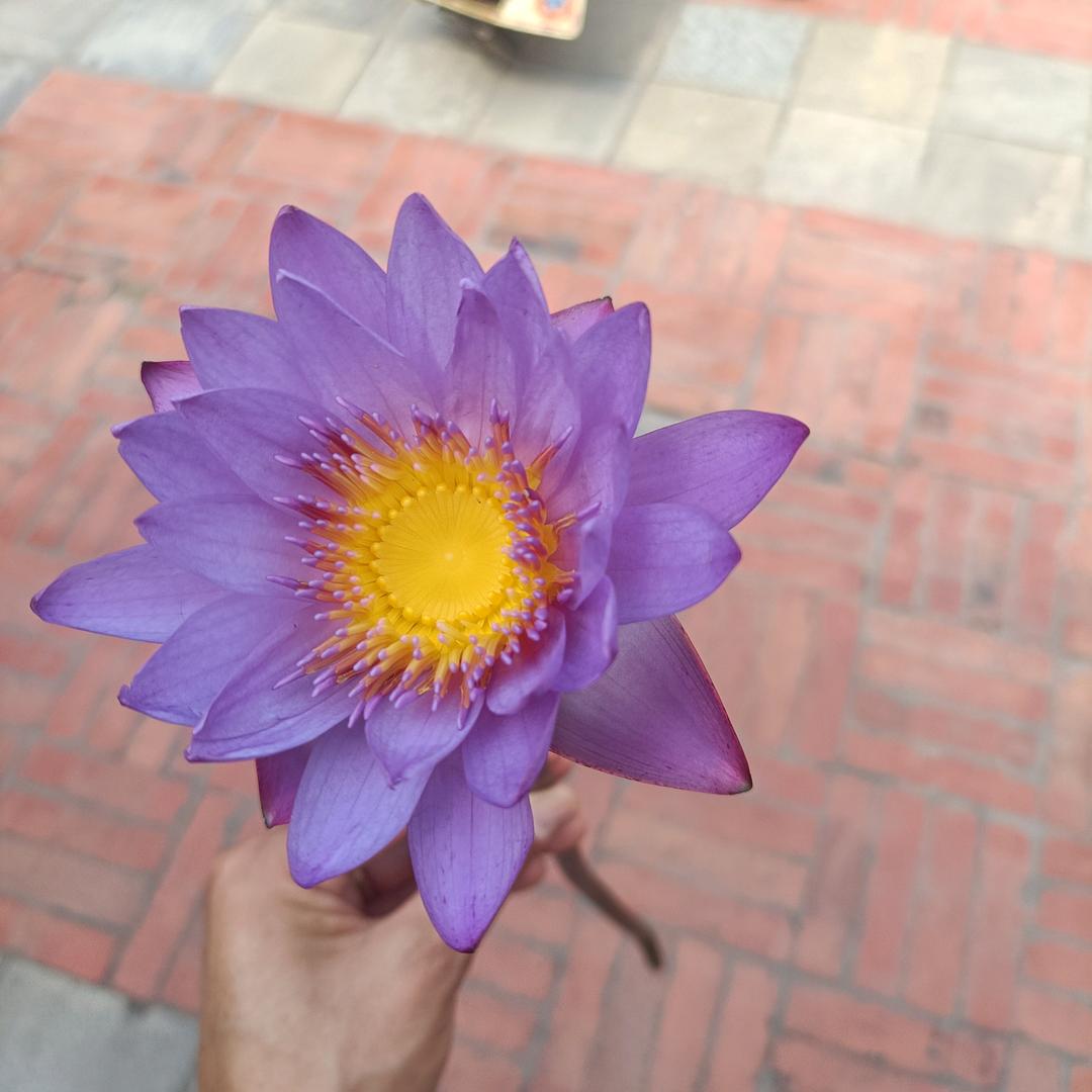 卓玛