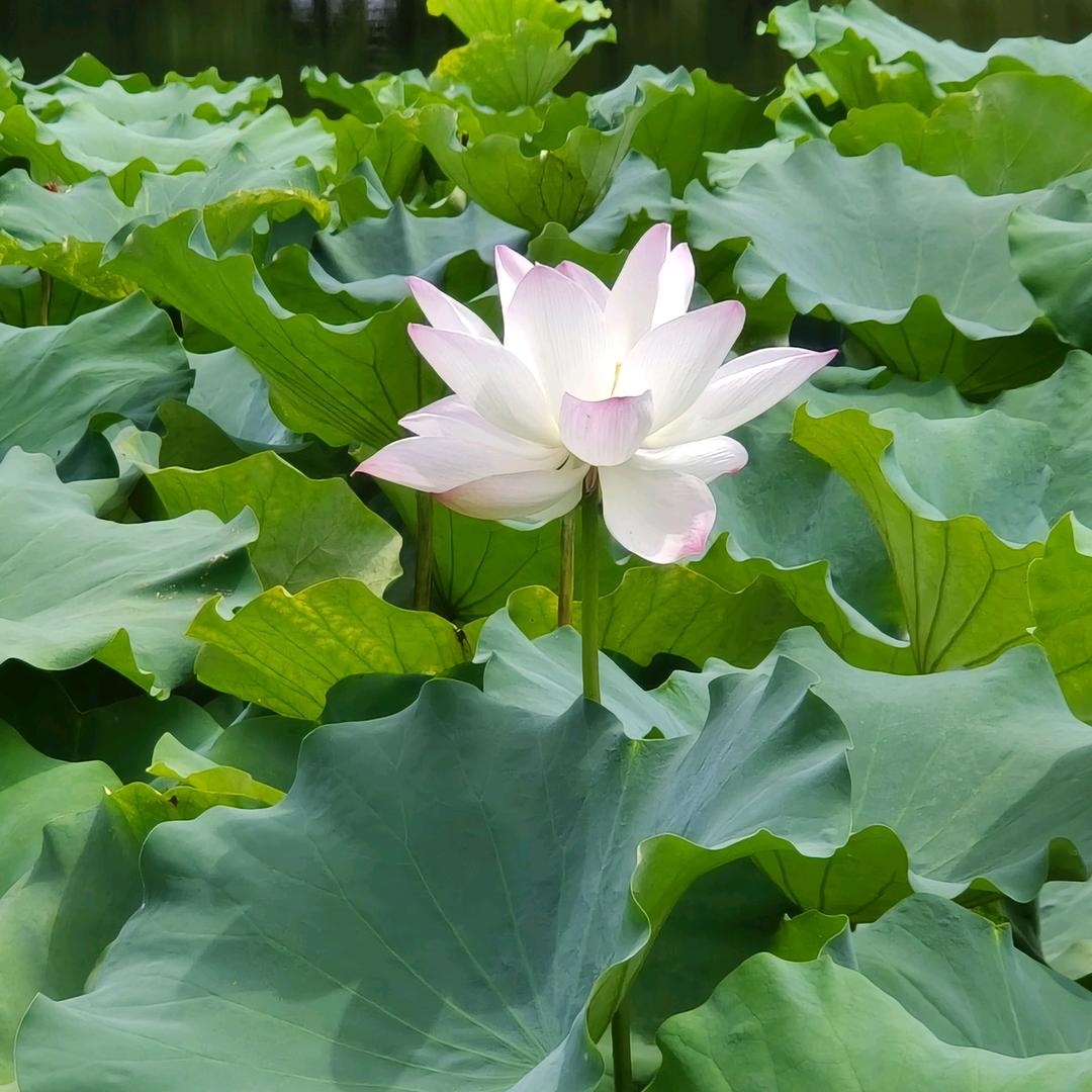 悦己—美容皮肤管理