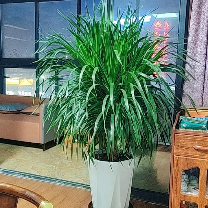 拉萨～中医理疗~小丽