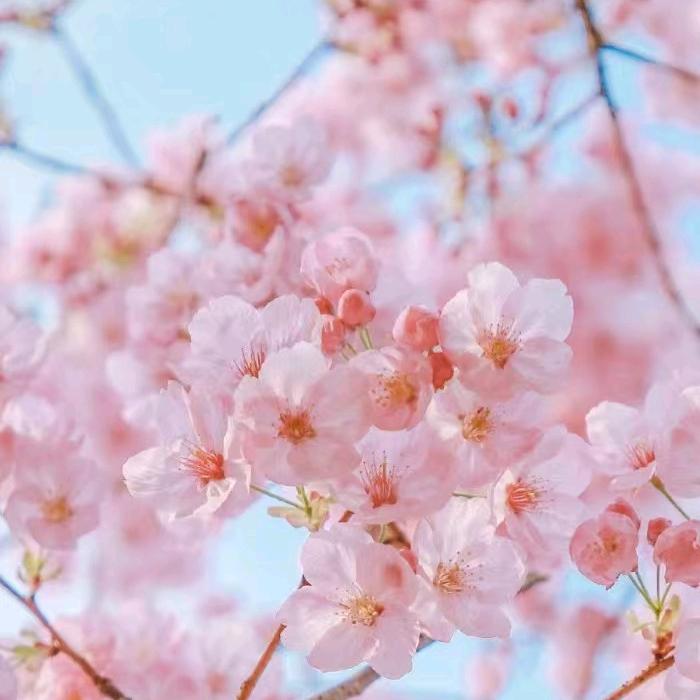 欣-