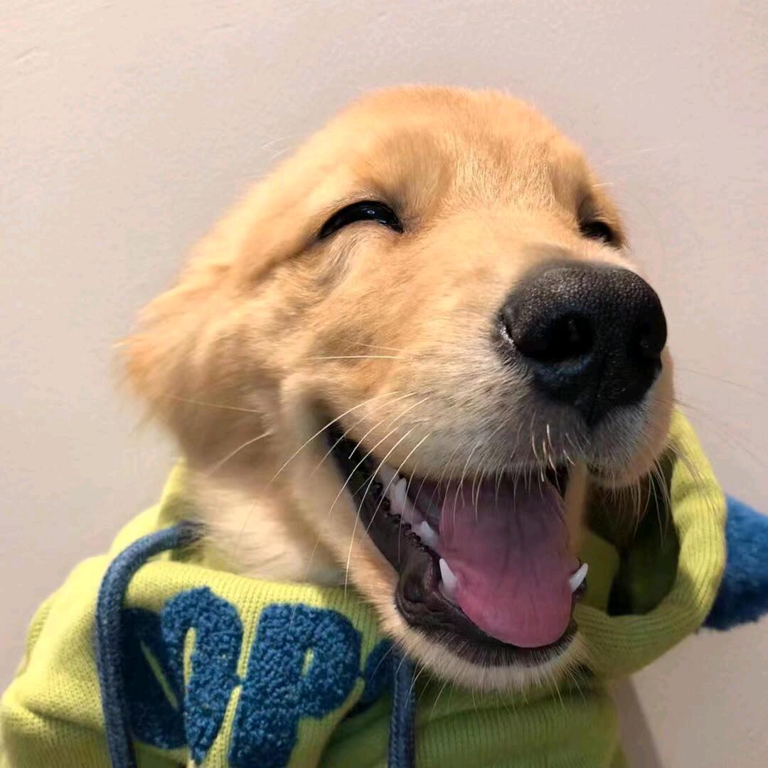 狗蛋爱养兔