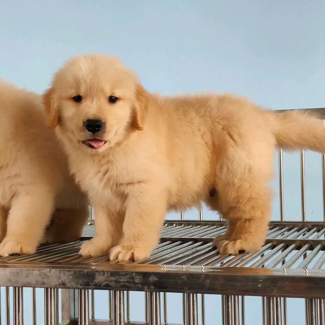 油桃🍑爱金毛 买🐶请✉️