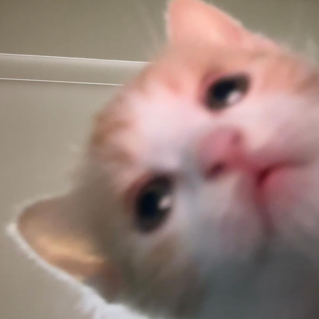 小鱼/•᷅•᷄\୭