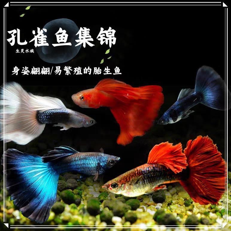 禹辰水族孔雀鱼1号
