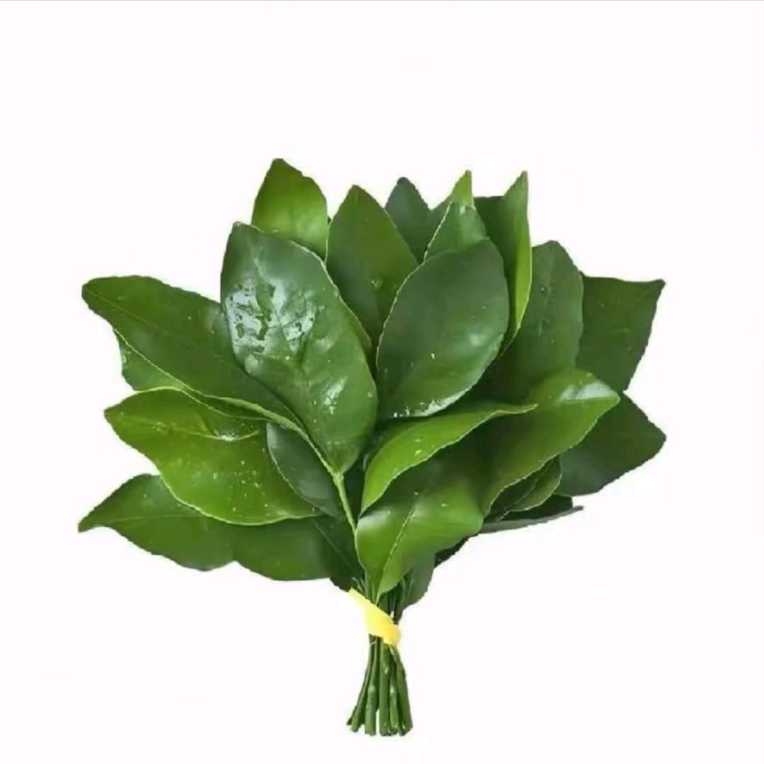 深情大蟑螂