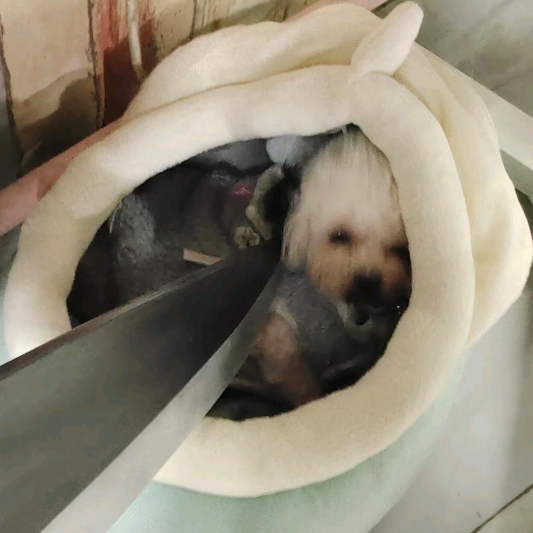 去码头整点薯条.