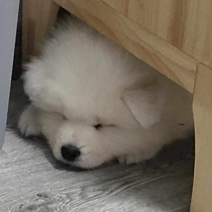 @赵糯米耶