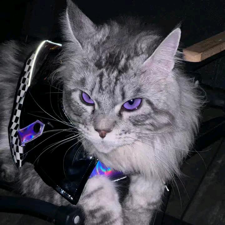 Aaaa偷过猫也偷过狗