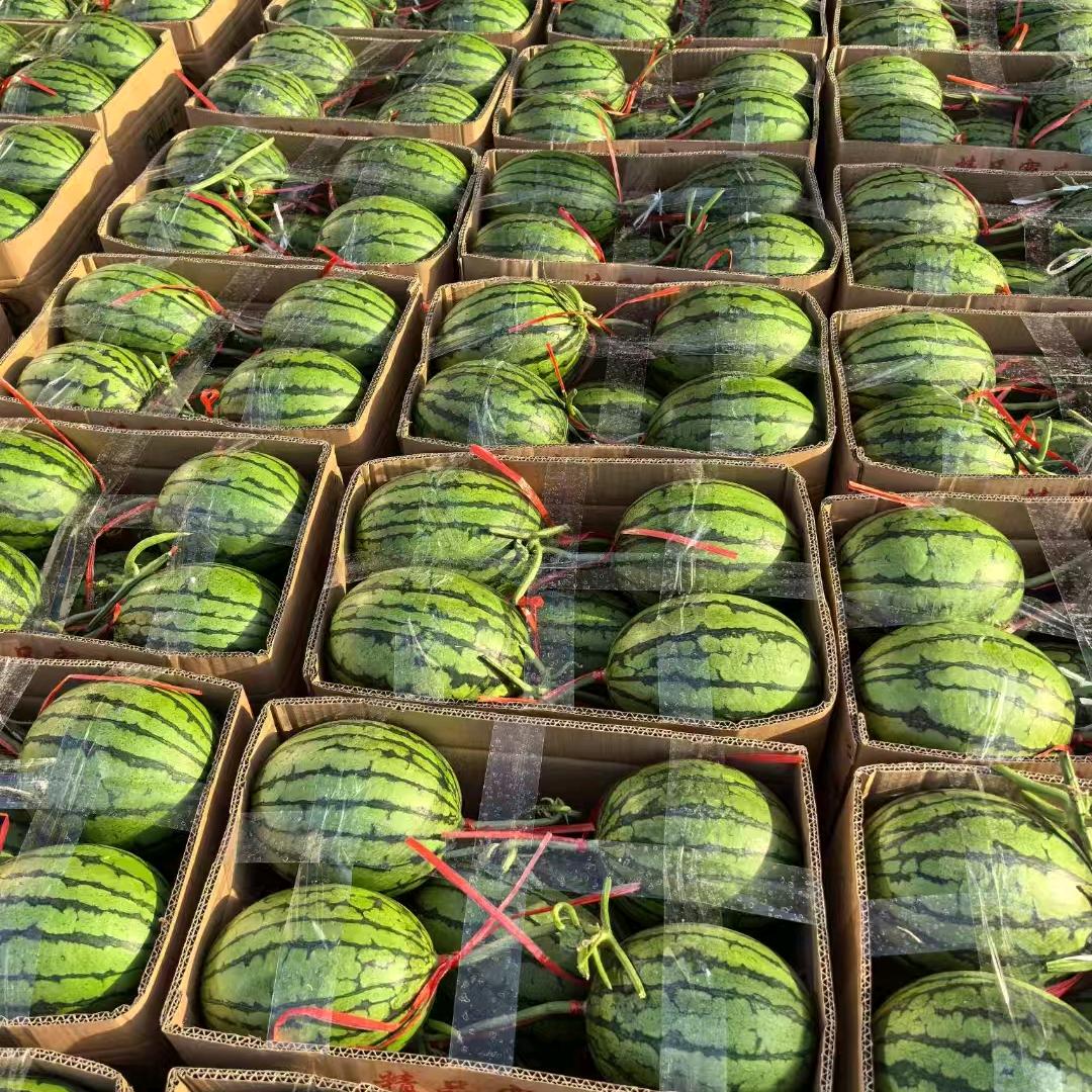 2K 小糖丸西瓜 原产地供应链