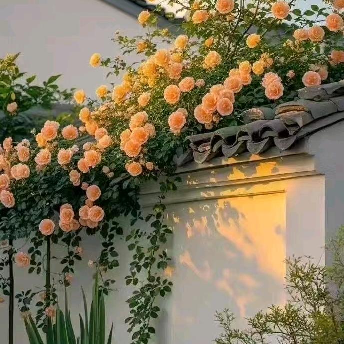 仙女不讲李🉐️