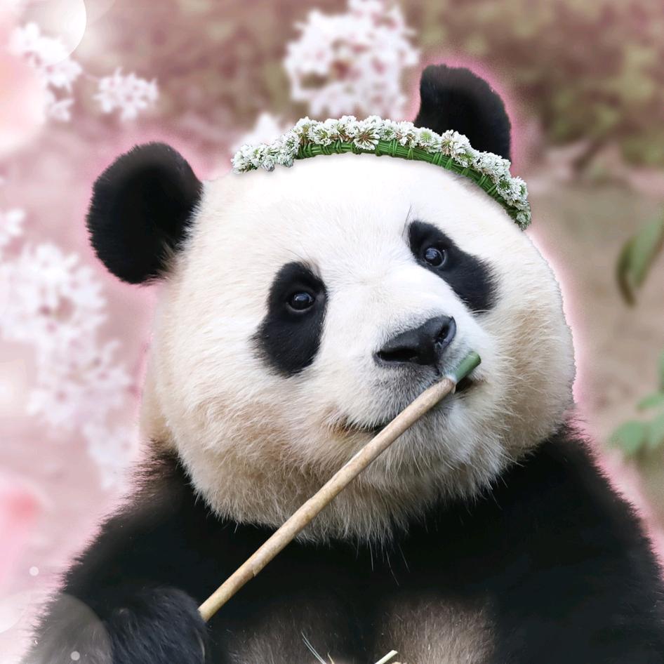 世最可福头像