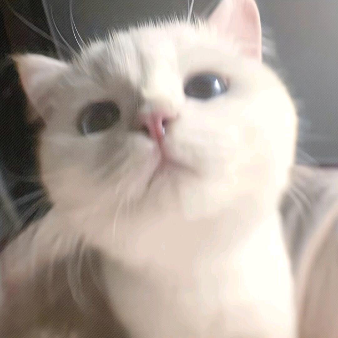 芋圆不溜丢