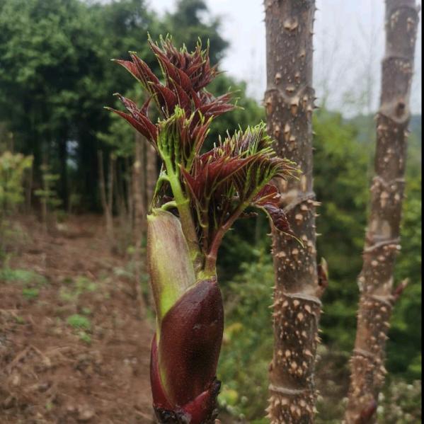 云南特色农业（刺脑包种植）等