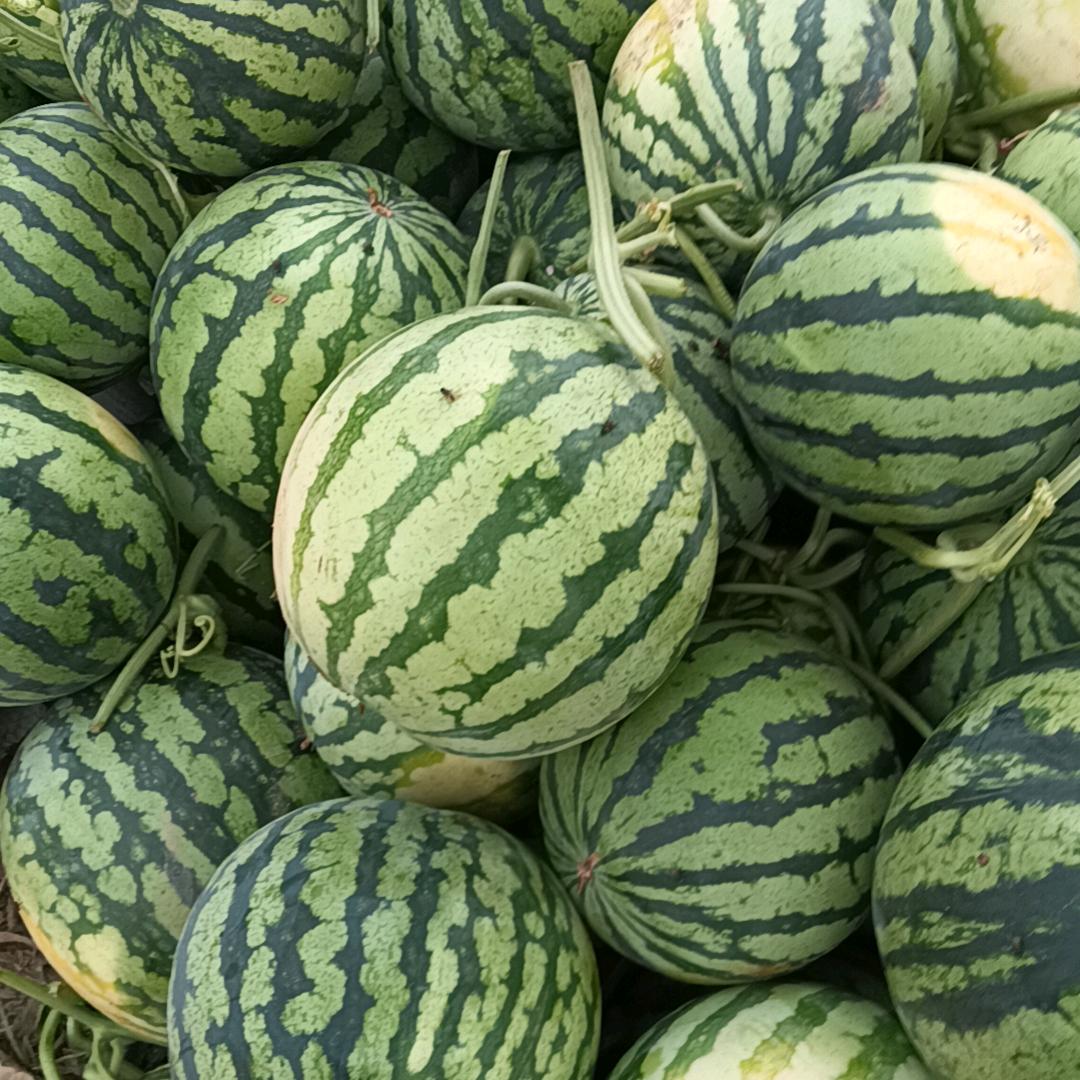 老齐收大蒜西瓜