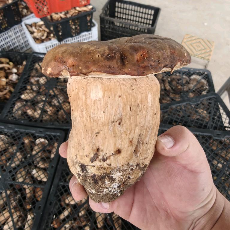 🌴🌴🦚🦚《奋斗》🐲🐲