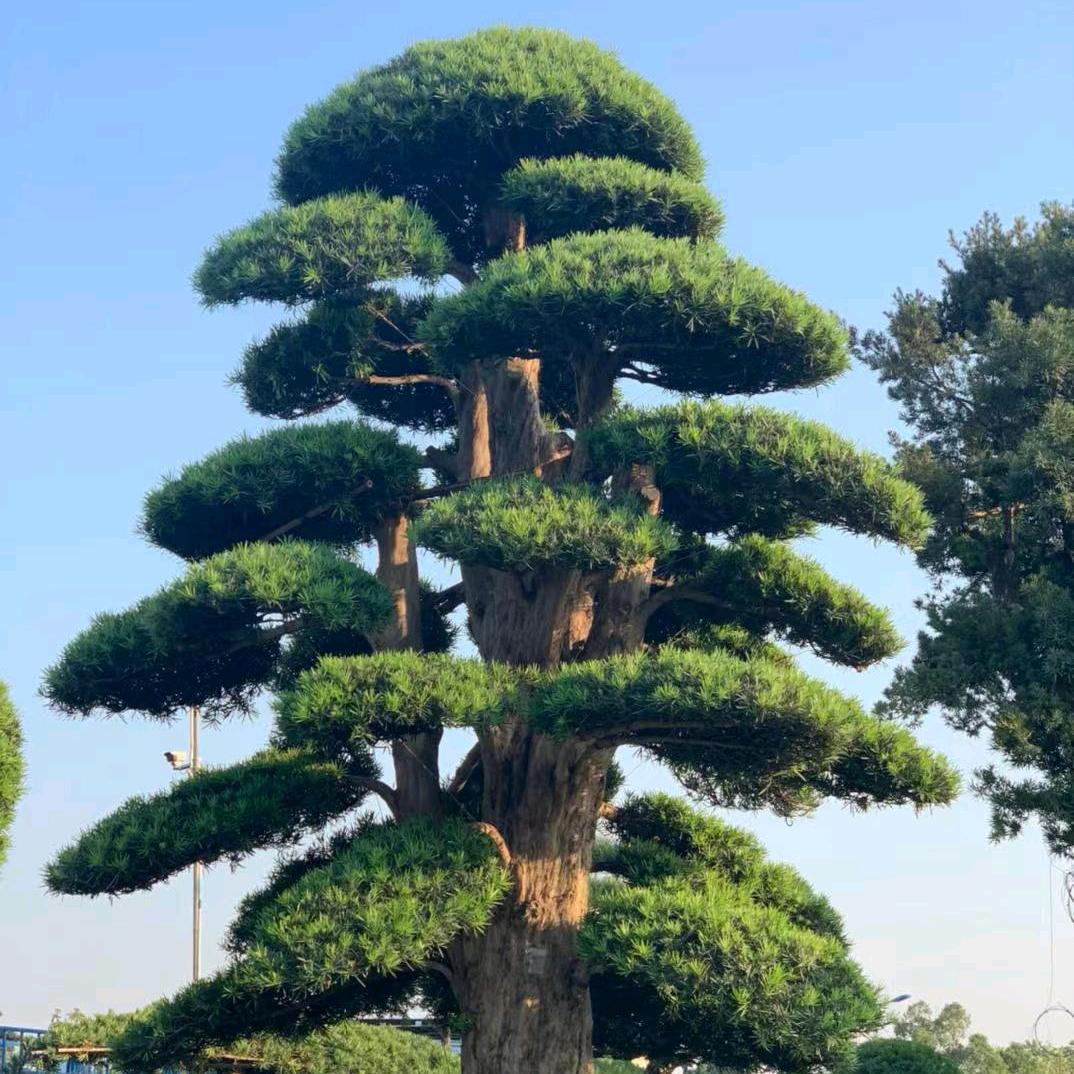 辉彩盈生
