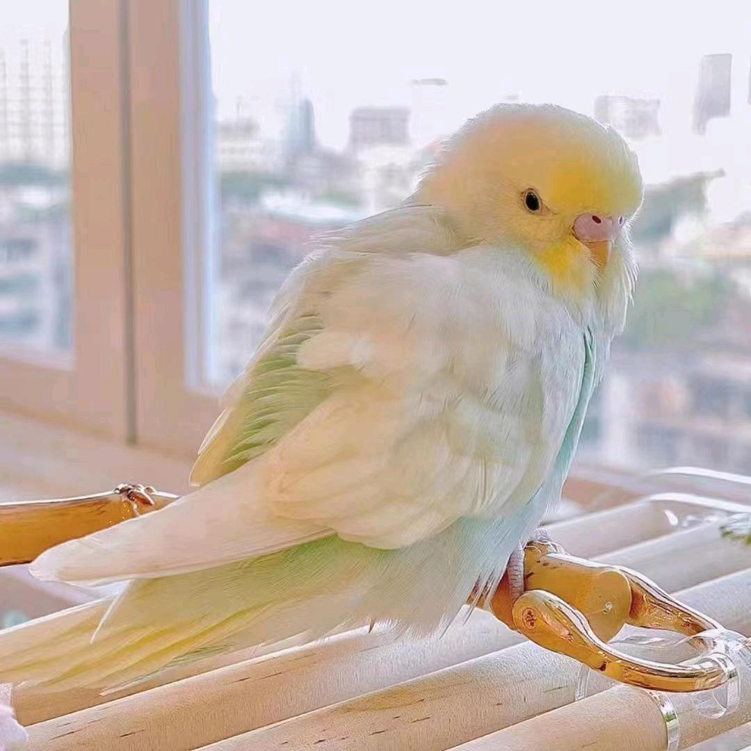 夏邑鸿羽宠物好货店