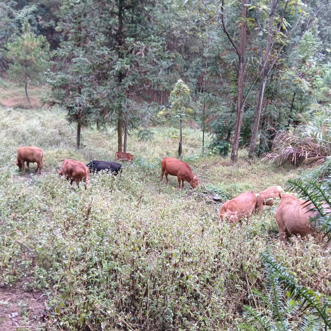 土牛养殖户韦哥