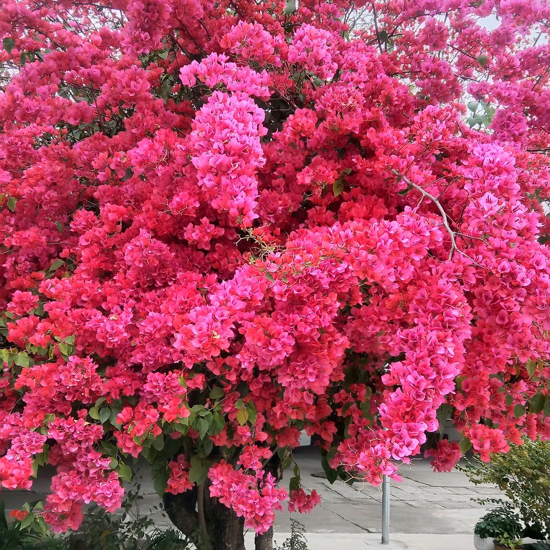 花姐分享日常生活