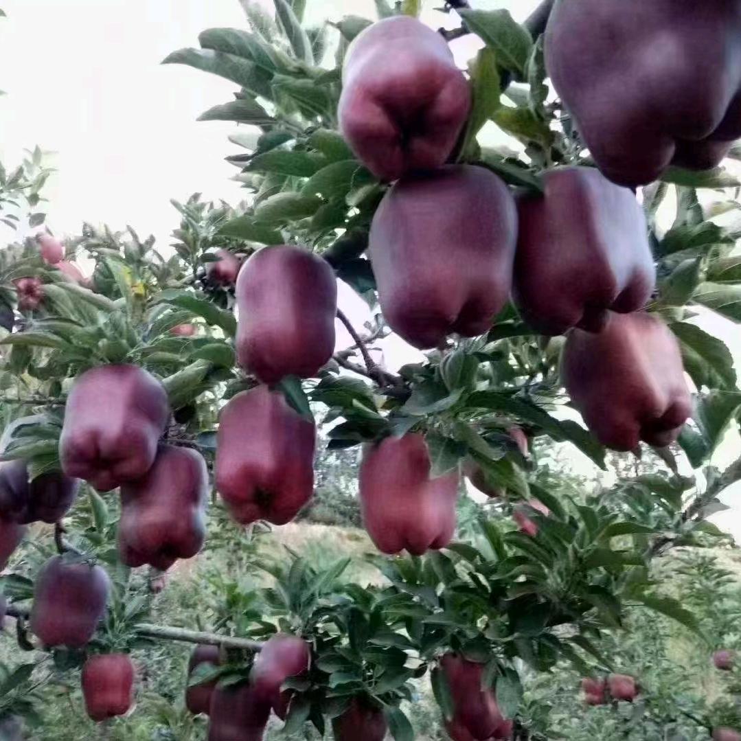 花牛苹果代发代收