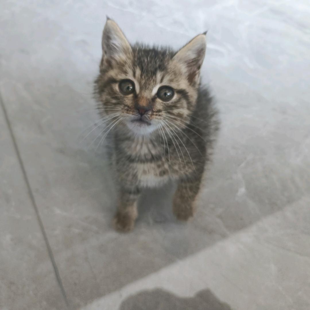 我他蜡笔不吃芫荽