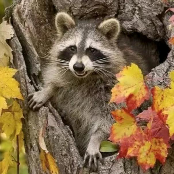 亿升绒毛有限公司