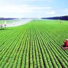 飘逸（绿丰园庄稼卫士）97327