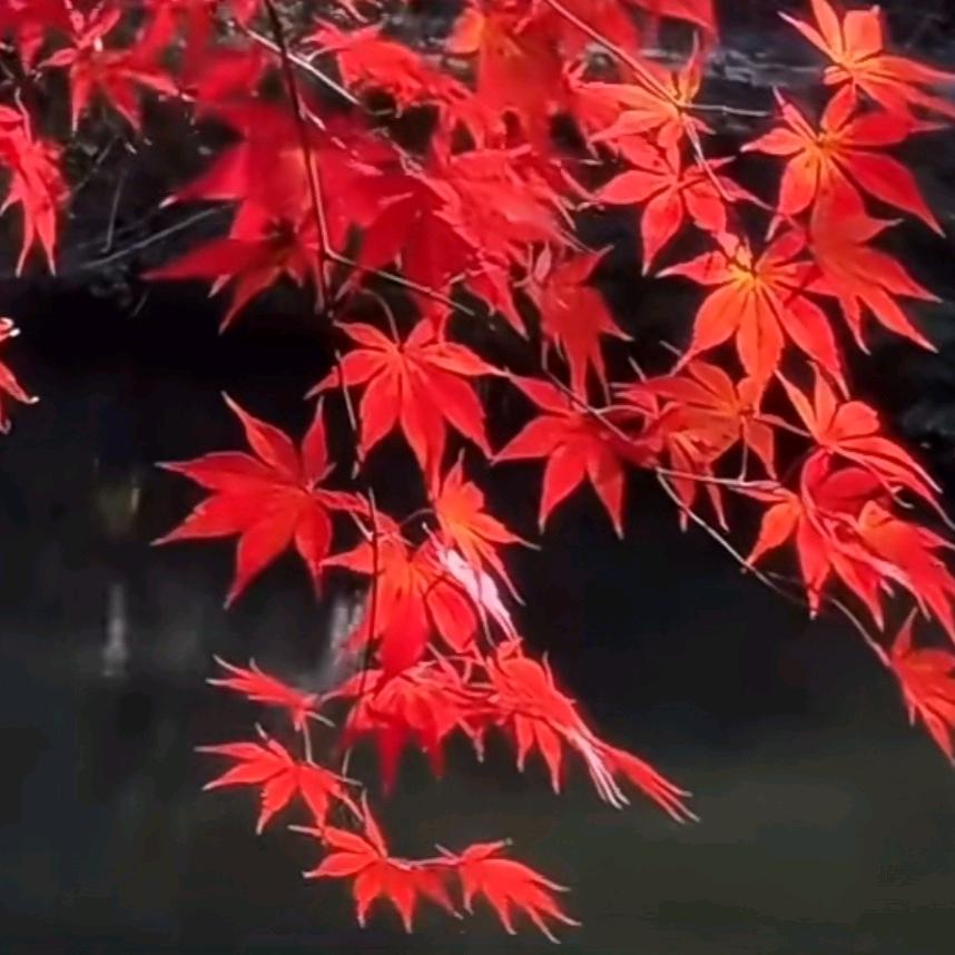 用户6857719617715