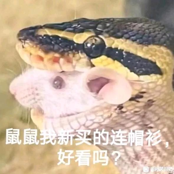 鼠鼠我呀