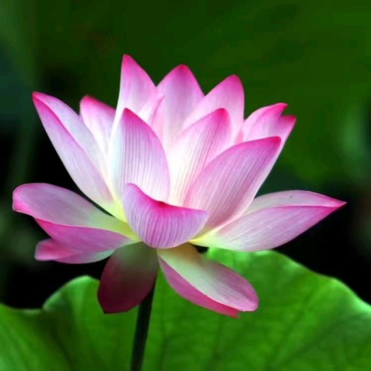 平平淡淡