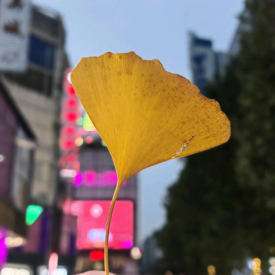 朝_北