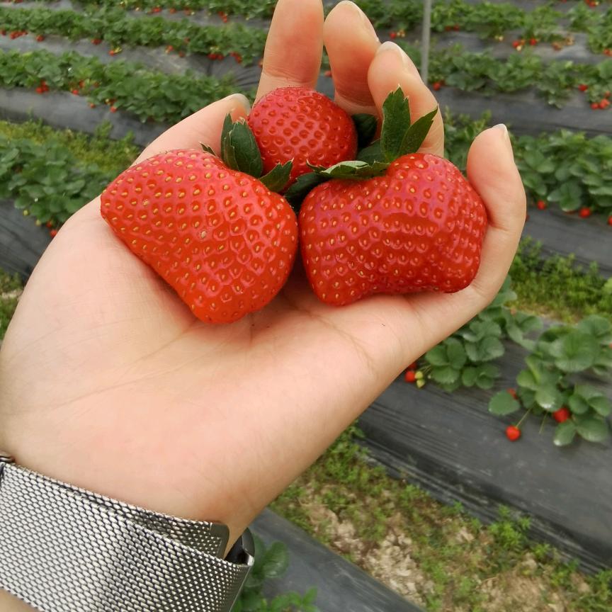 🍁᭄ོ过期的糖ོ: