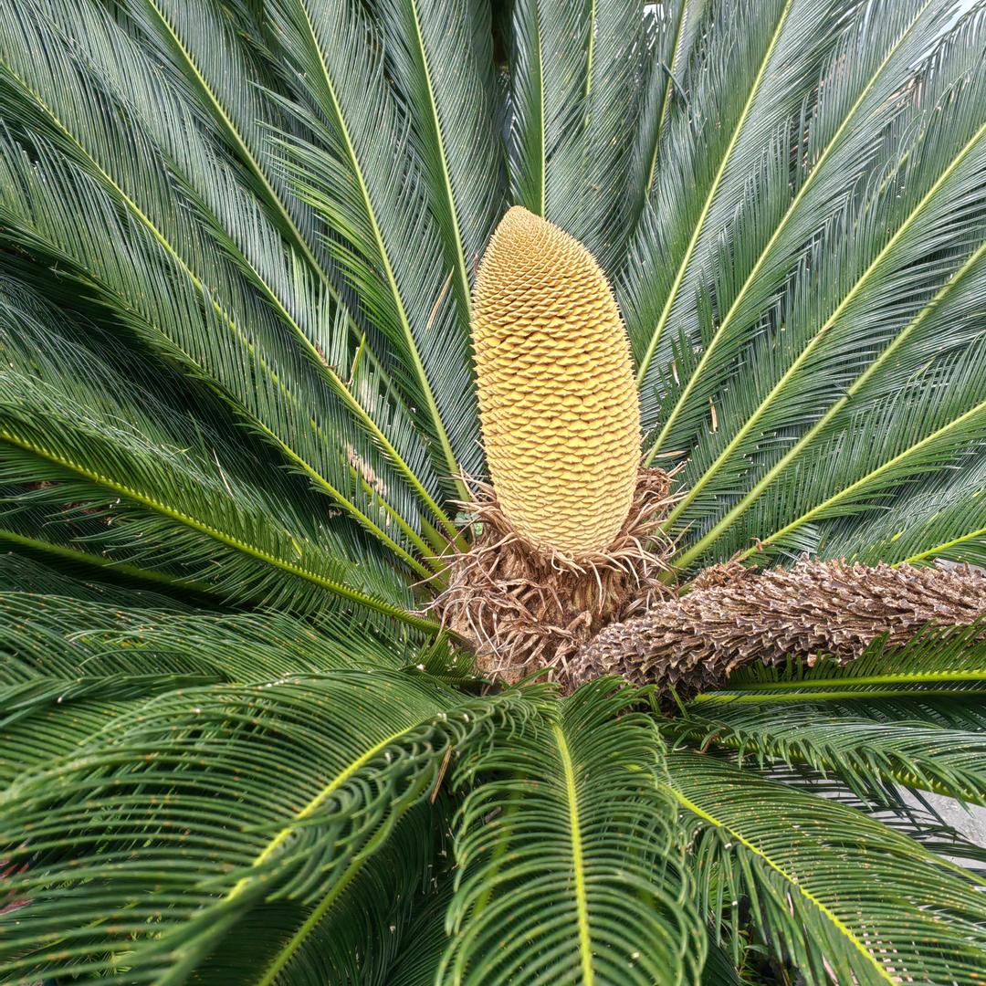 忘了他幺妹打麻将养你