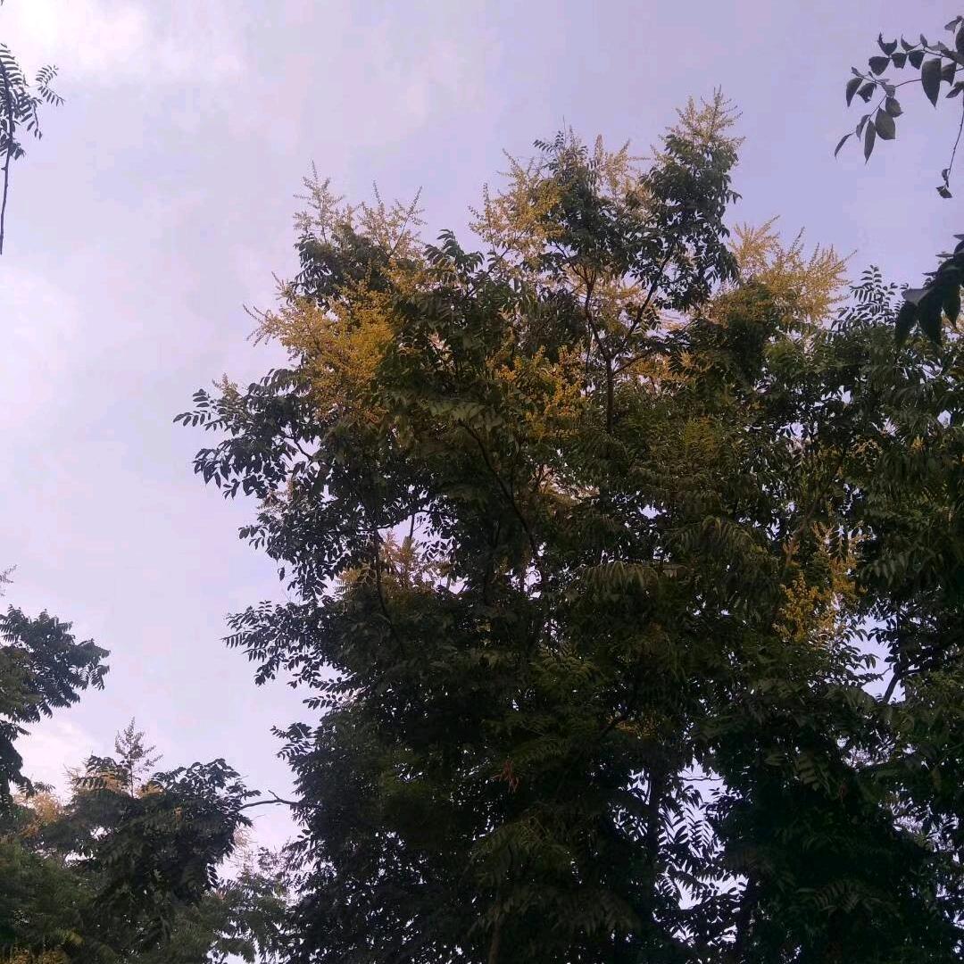 黑色故事