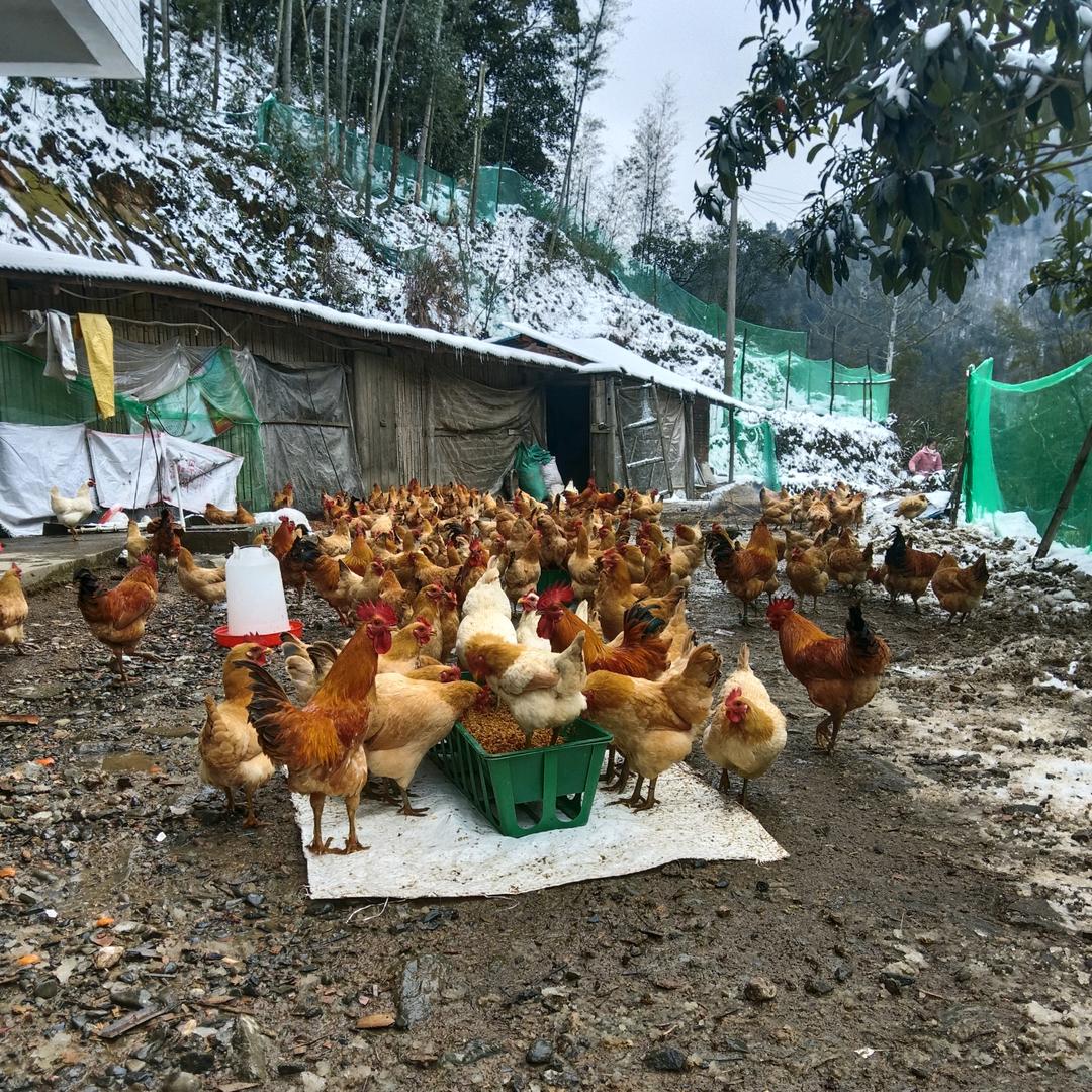 邮亭圩大明江土鸡