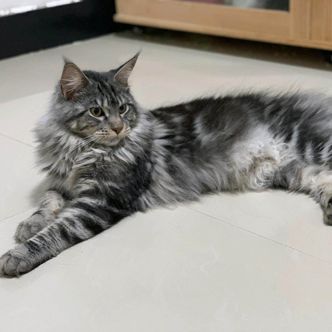 猫大侠猫猫生活馆