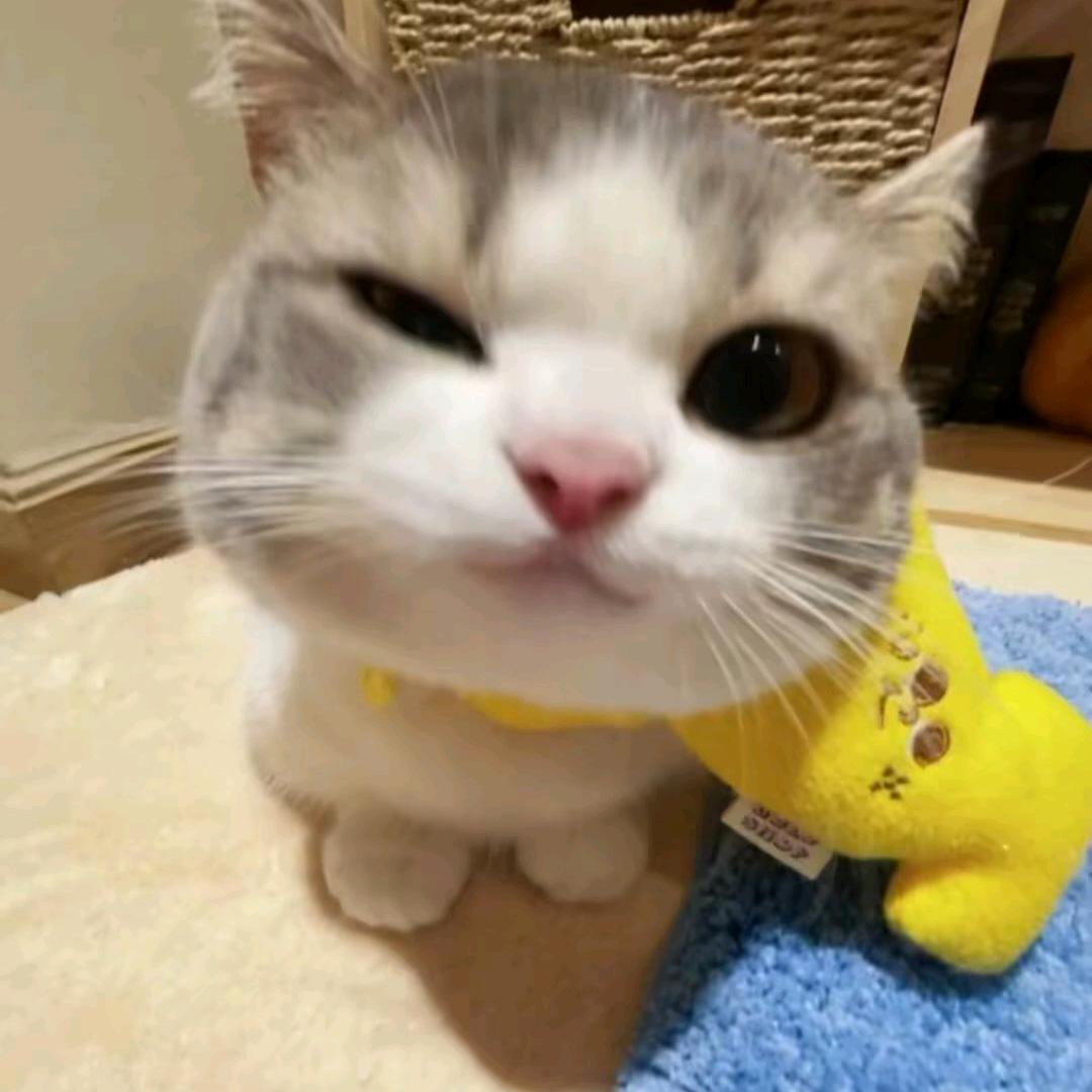小猫咪🐱
