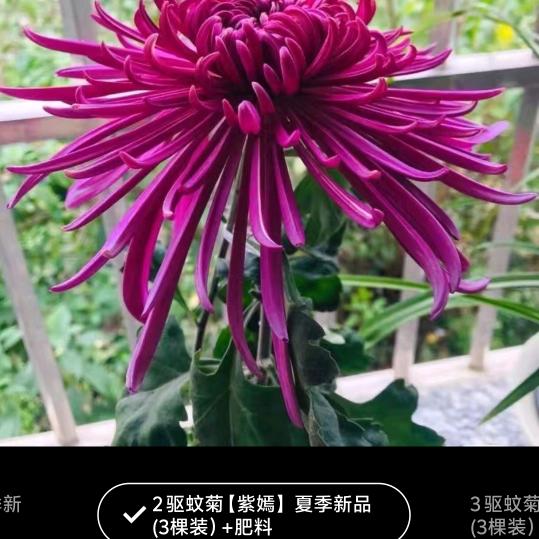 花香艺术团