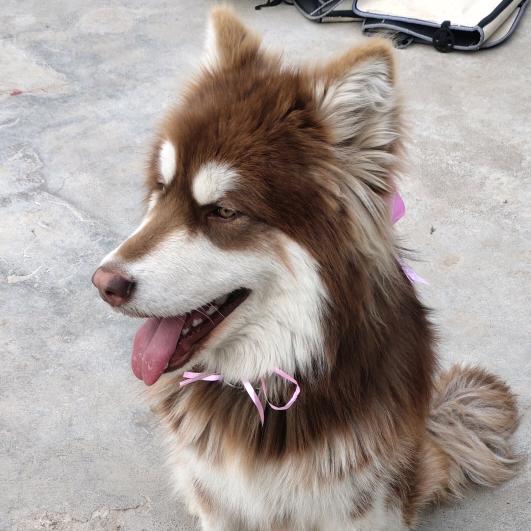 鼎新水果小番茄