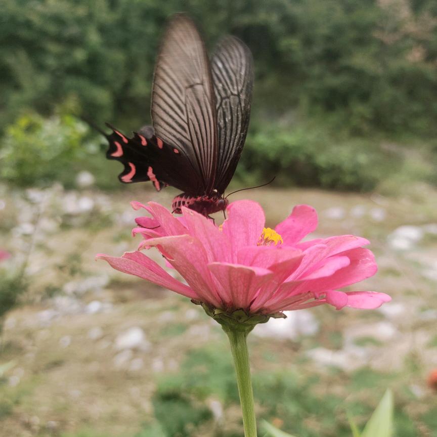 ٥꧁꫞꯭静黛花开꫞