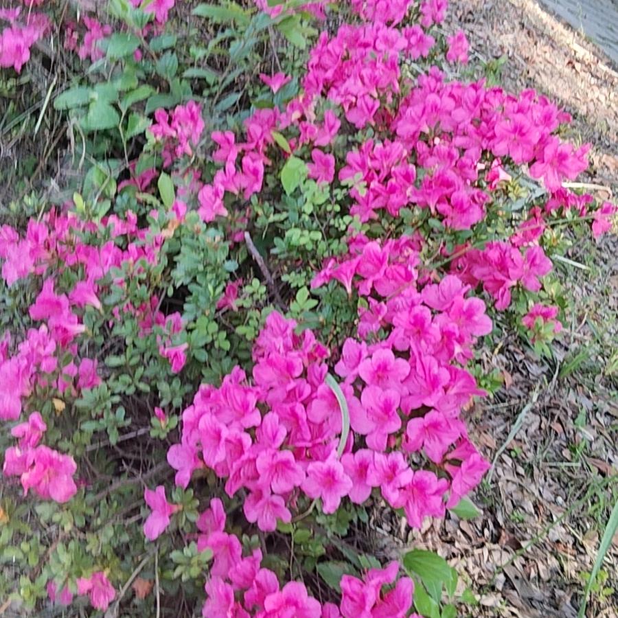 丁总名字是备斗