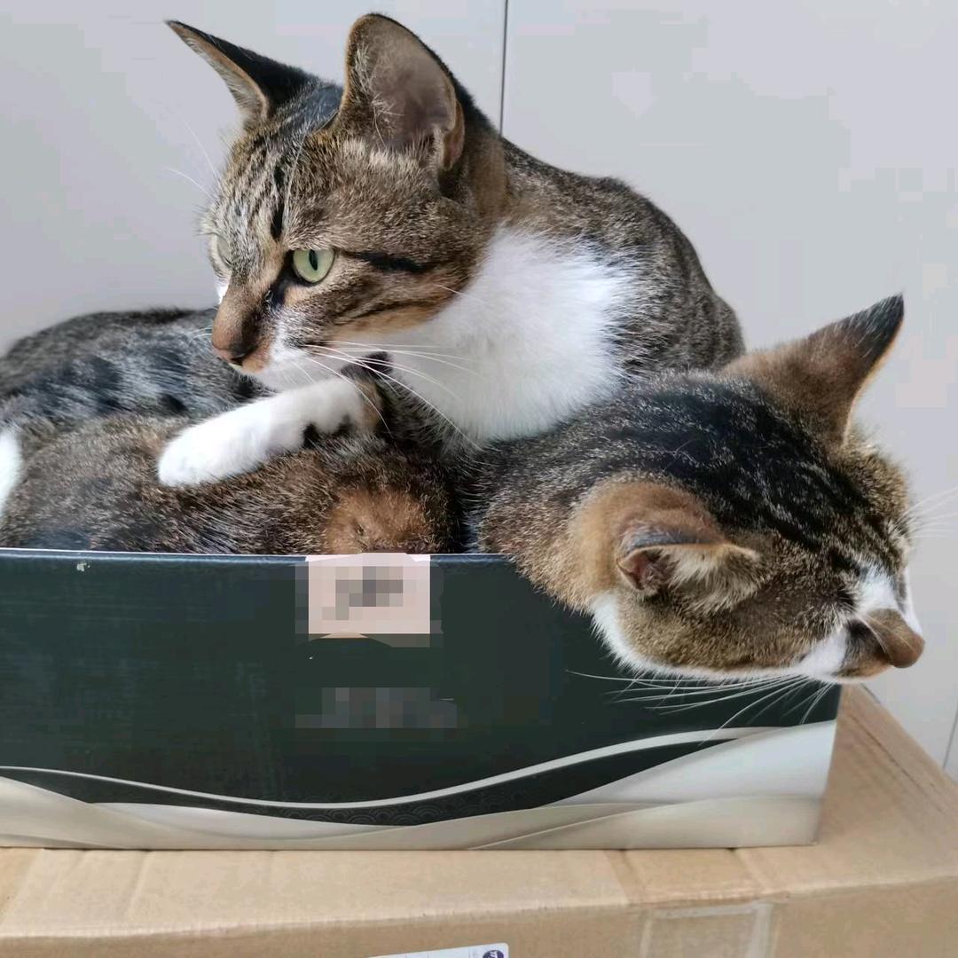 点点和花花日常