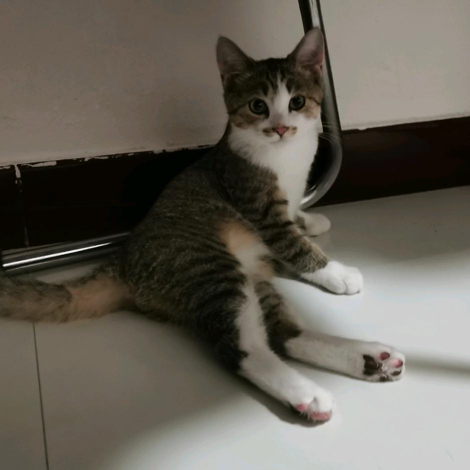 邪恶猫咪
