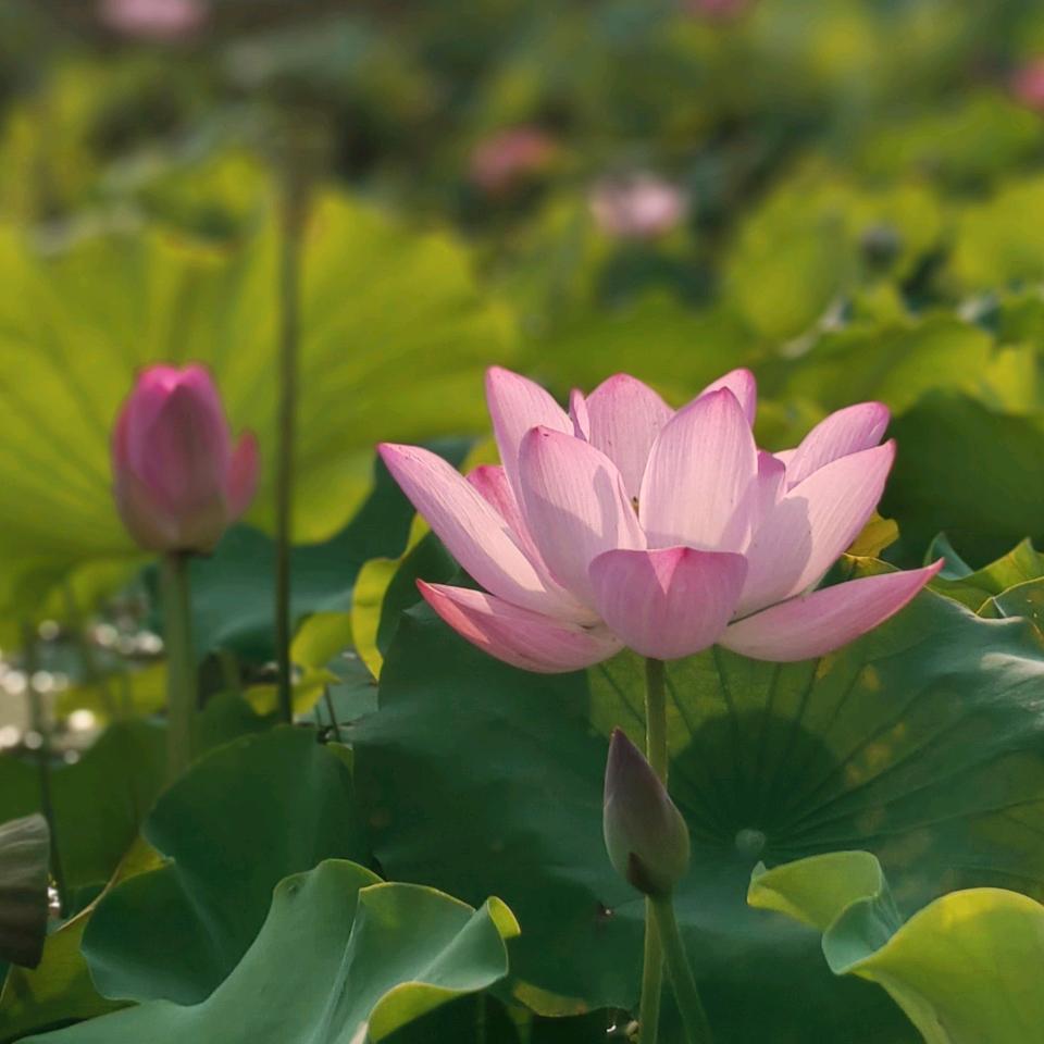 瑞熙养生馆～栾台路北段