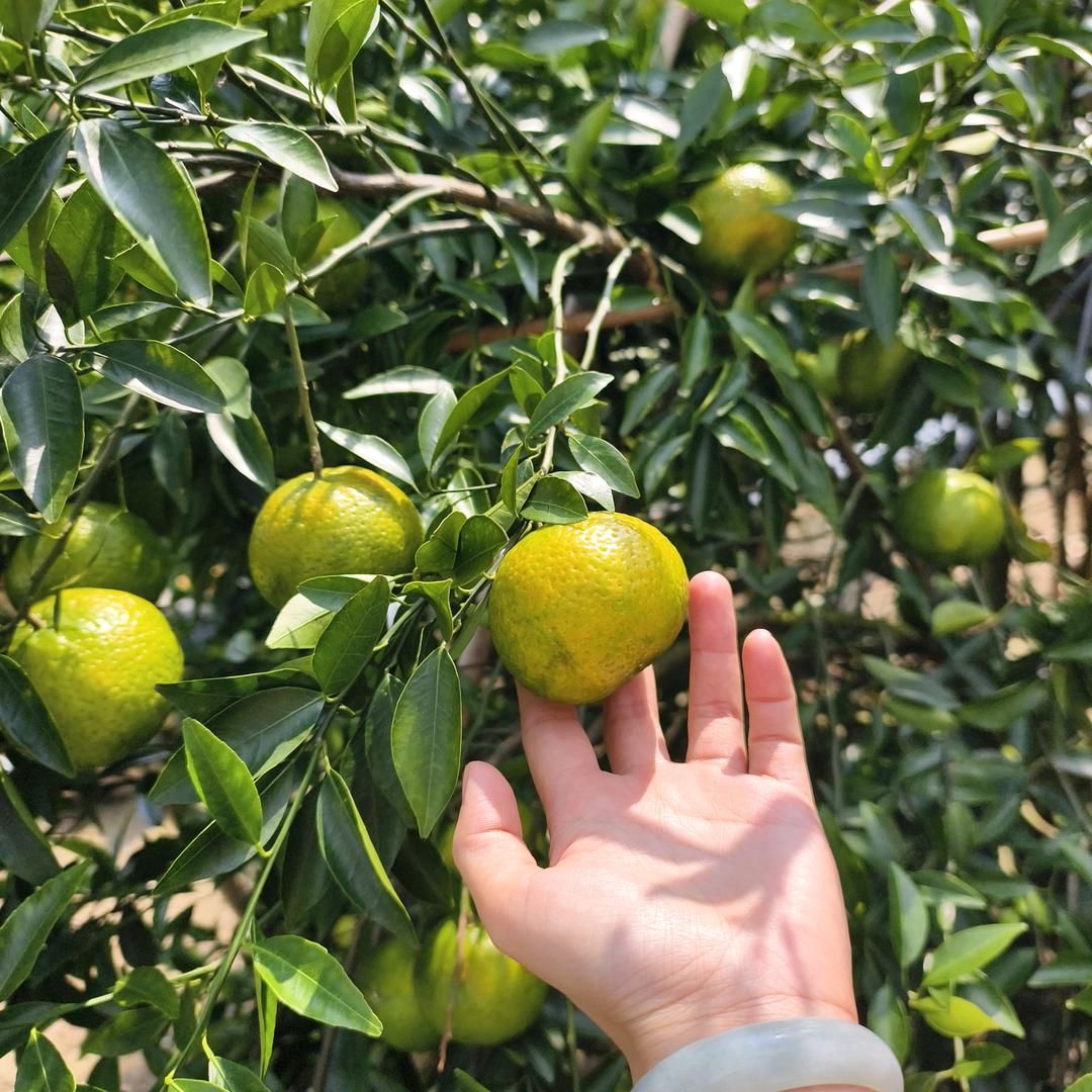 新会陈皮，小青甘
