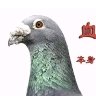 巜胡本》赢遍天下2