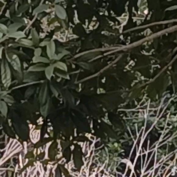 有名