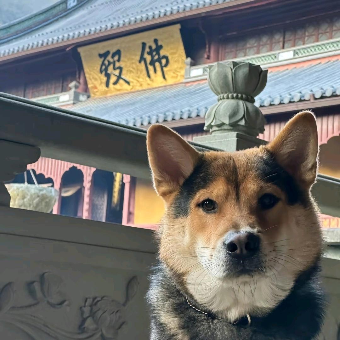 美团骑手阿柴