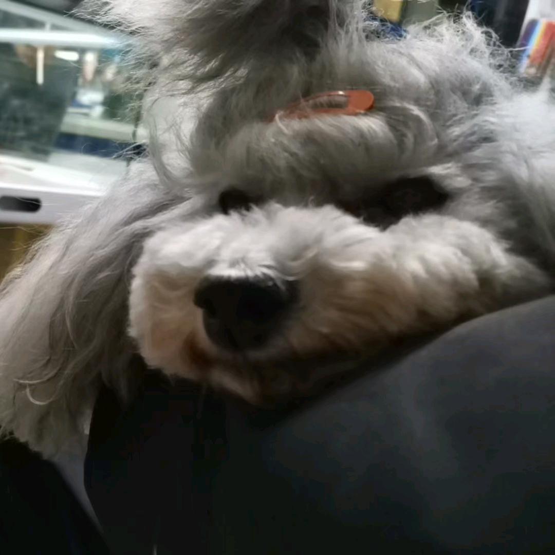 毛多多宠物生活馆